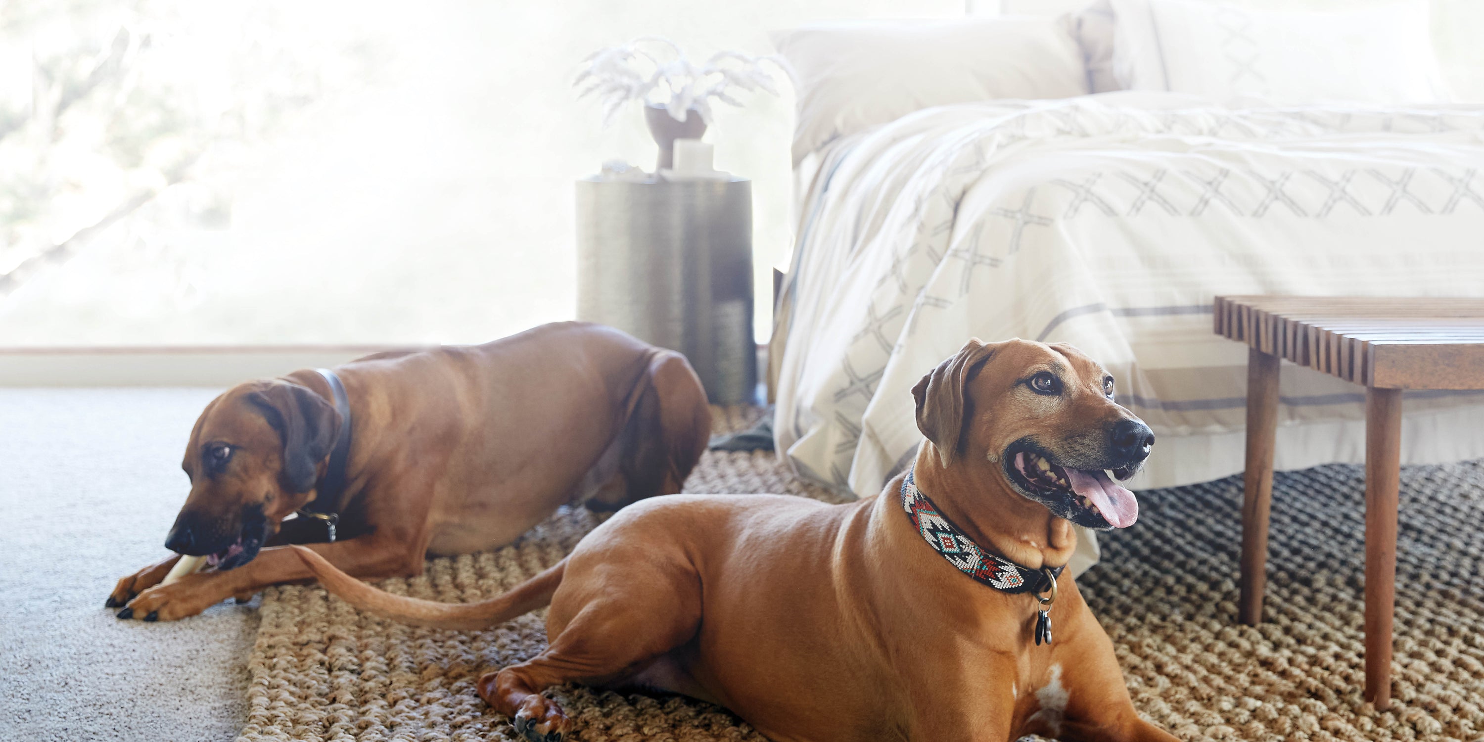 Image of two Rhodesian Ridgeback dogs sitting on the floor at the foot of a bed with the Sonoran Duvet Cover on it