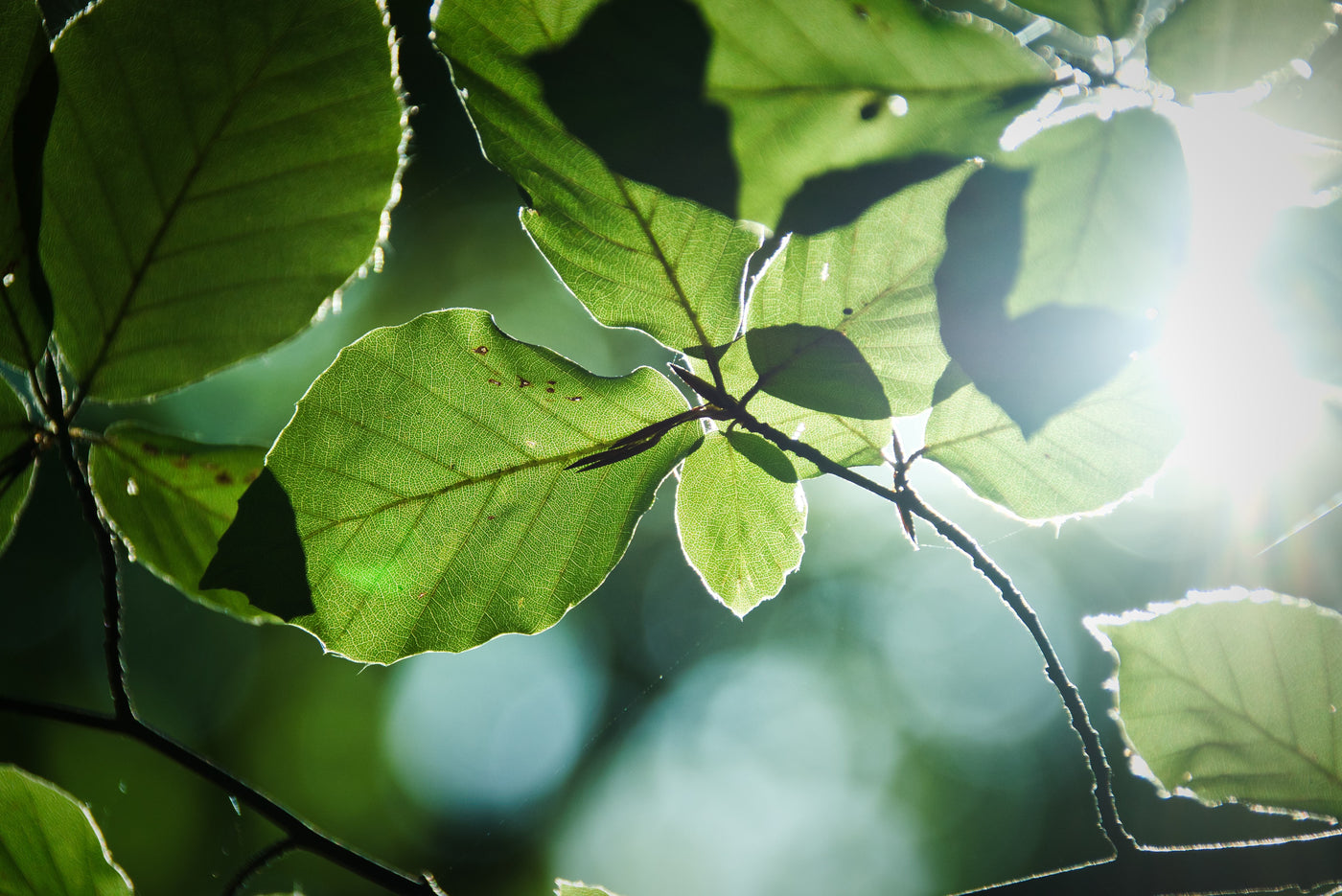Close-up image of beechwood tree leaves