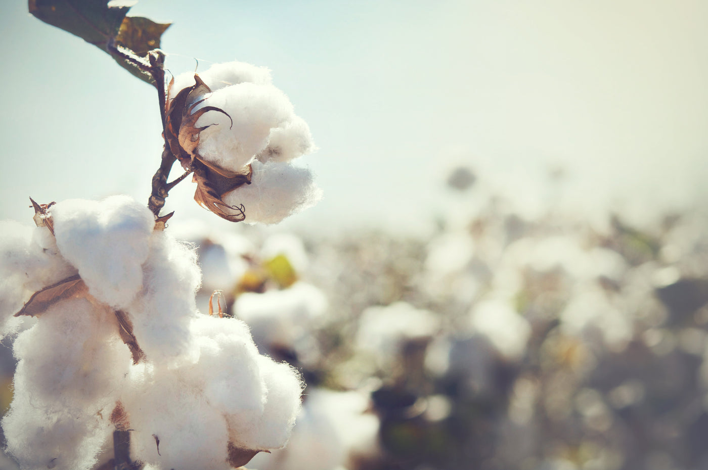 Close-up image of cotton in a cotton field
