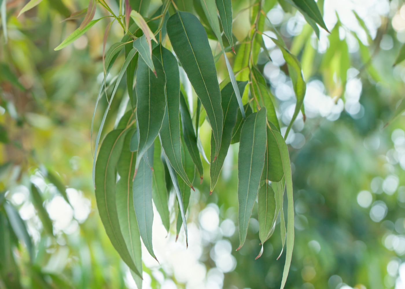 Close-up image of eucalyptus leaves
