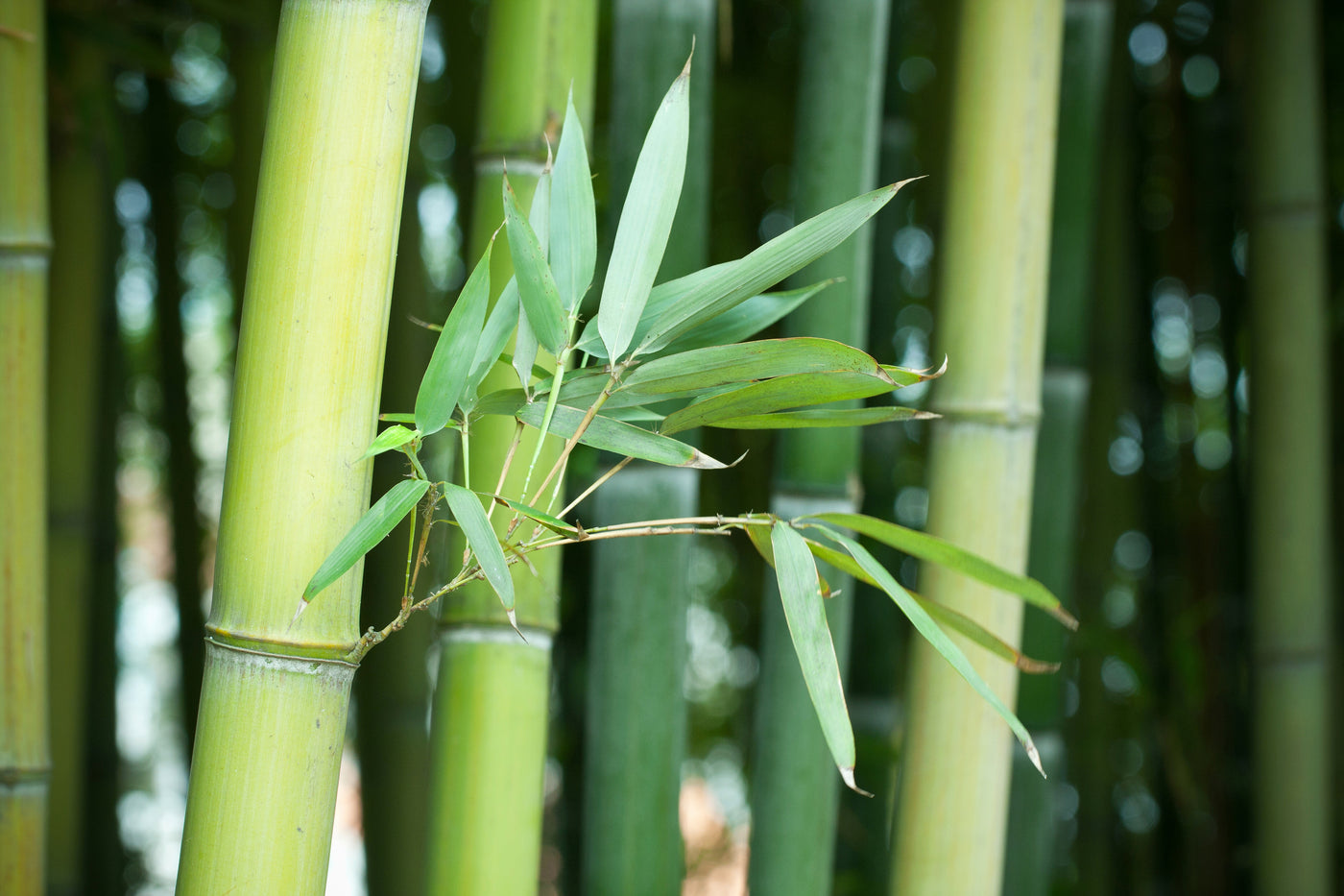 Close-up image of bamboo stalks