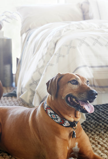 Image of a Rhodesian Ridgeback dog sitting on the floor at the foot of a bed with the Sonoran Duvet Cover on it