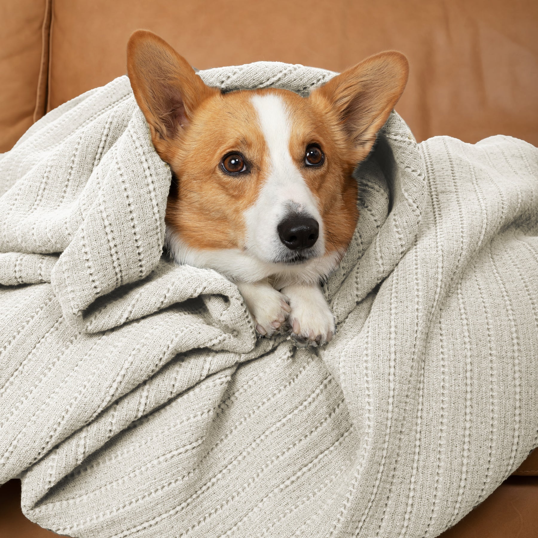 Dr. Weil Ridgeback Coverlet