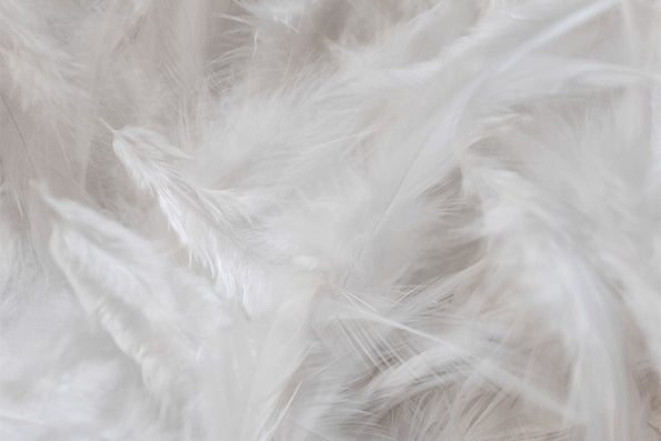 Image of a collection of white, fluffy feathers
