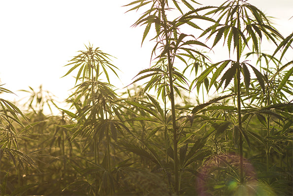 Image of hemp plants growing in a field with a soft glow of the sunlight from behind