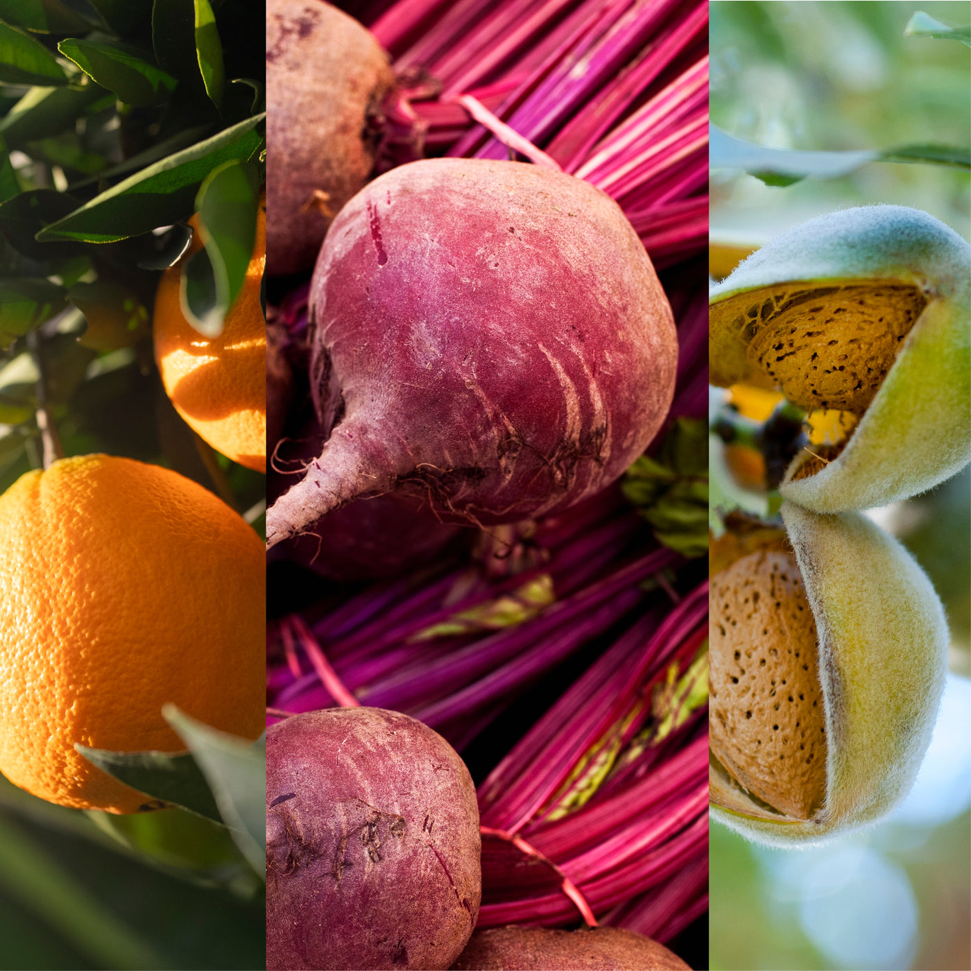 Images of oranges, beets, and almonds 