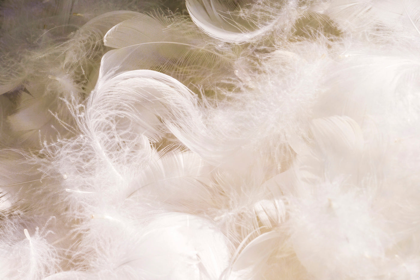 Close-up image of white down feathers