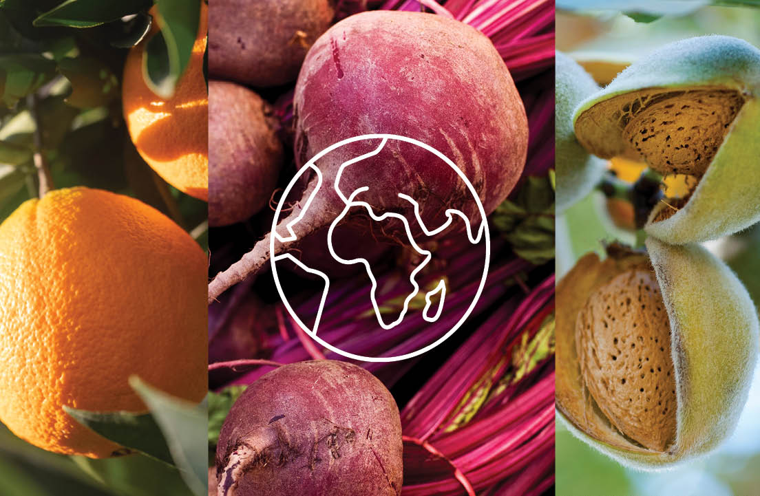 Images of oranges, beets, and almonds with a white outlined image of the world in the middle