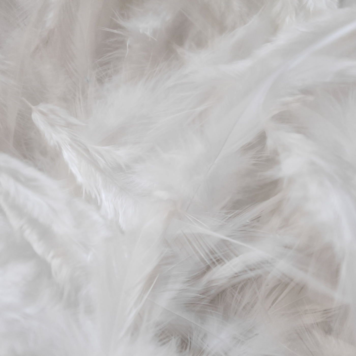 Close-up image of white feathers