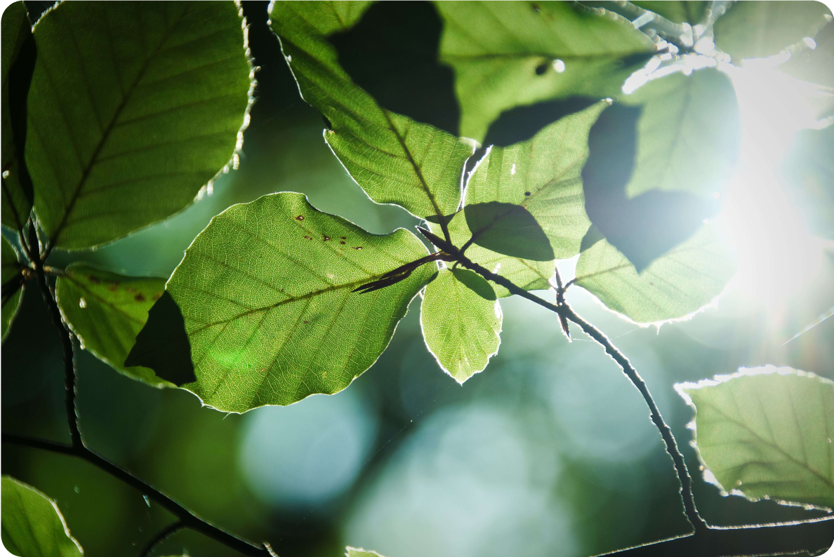 Close-up image of a bright green leaf with sun shining through