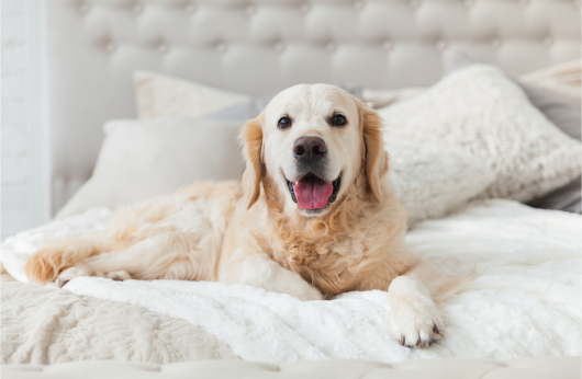 Image of a smiling dog lying on a white bed