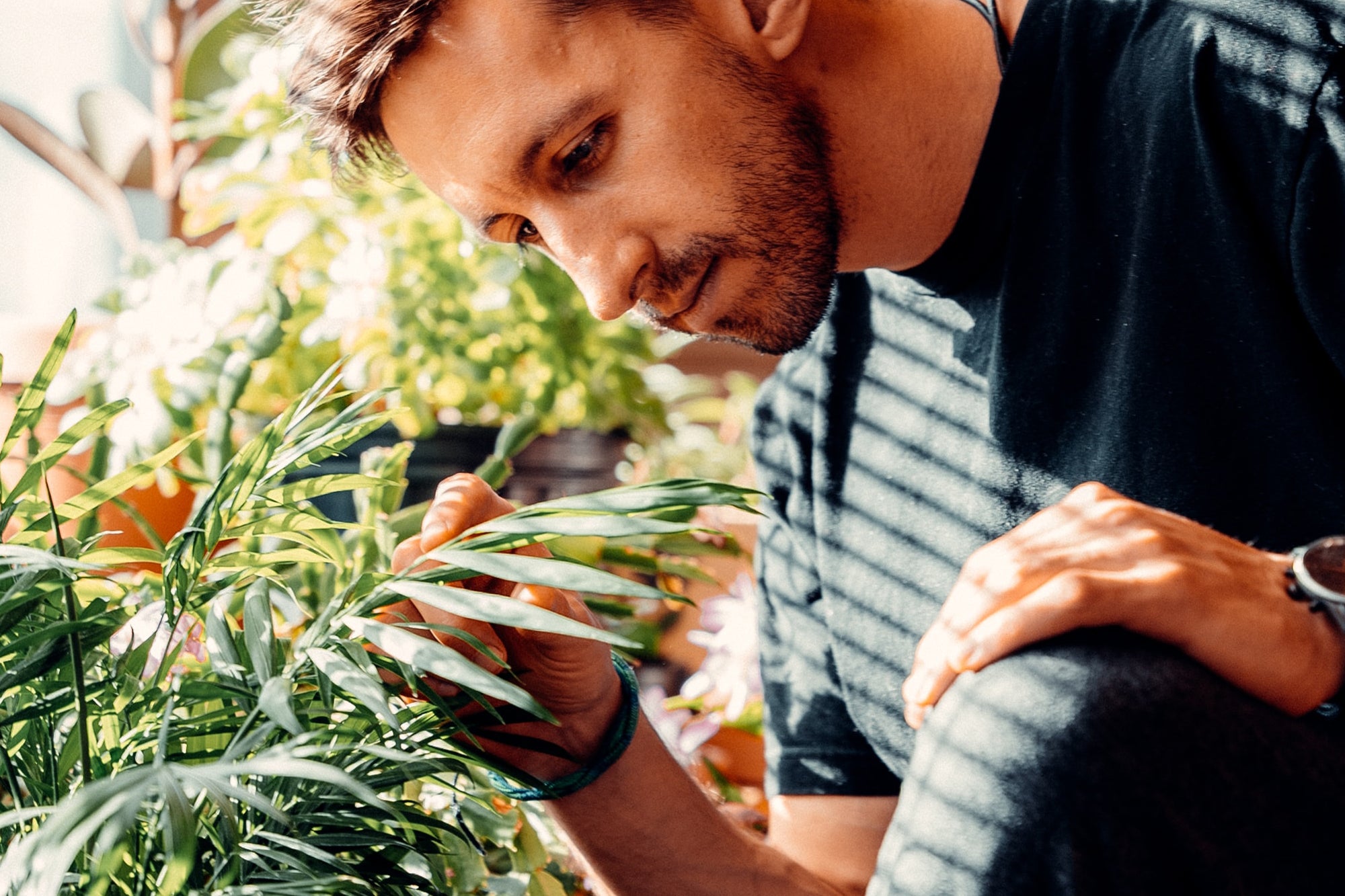 man watering house plants