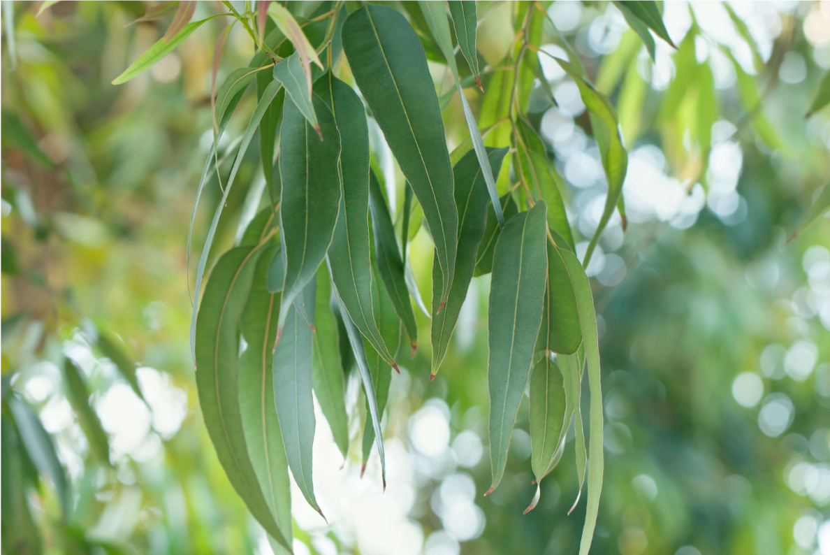 Close-up image of bright green leaves on a tree