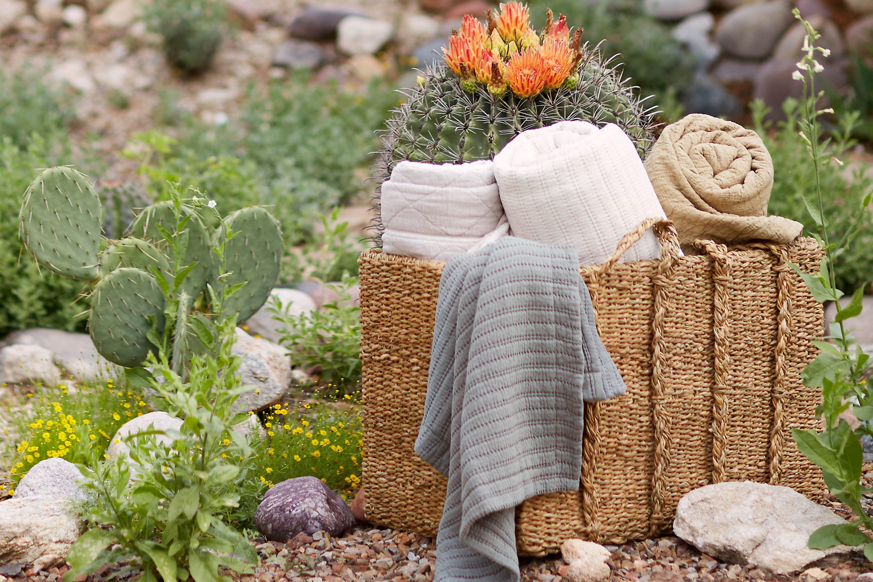 Image of a basket with a Heritage Quilt, Ochre Wave Coverlet, Ecru Ridgeback Coverlet, and Agave Ridgeback Coverlet. The basket is surrounded by greenery and cacti out in nature. 