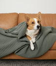 Image of a corgi sitting on a tan leather couch wrapped up in an Agave Ridgeback Coverlet