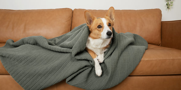 Image of a corgi sitting on a tan leather couch wrapped up in an Agave Ridgeback Coverlet