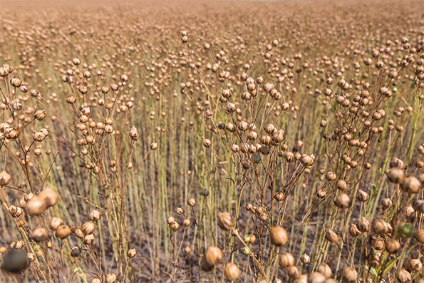 Image showcasing a field of flax plant