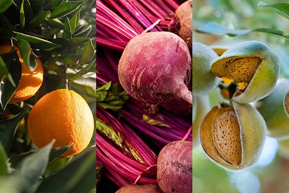 Three side-by-side images of the foods used for EarthColors® dyes. From left to right: two oranges in a tree, four beets and stems, two open almonds on a tree