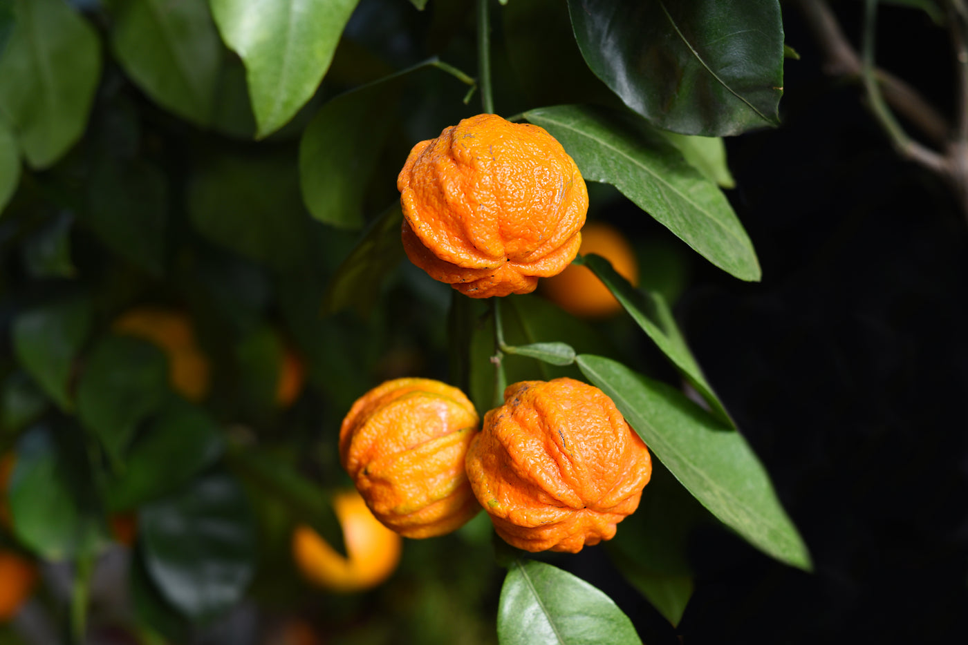 Image of bitter oranges growing on a tree