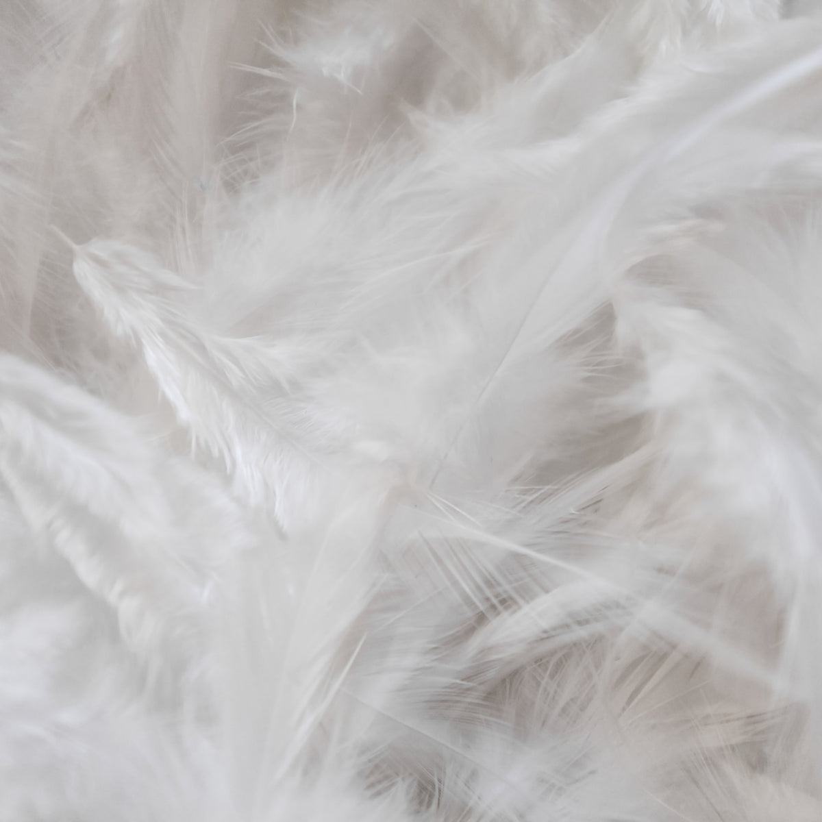 Close-up image of white feathers